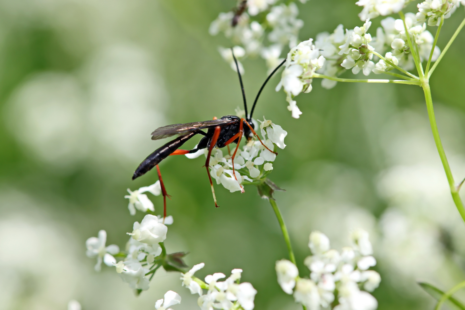 Buathra laborator-male