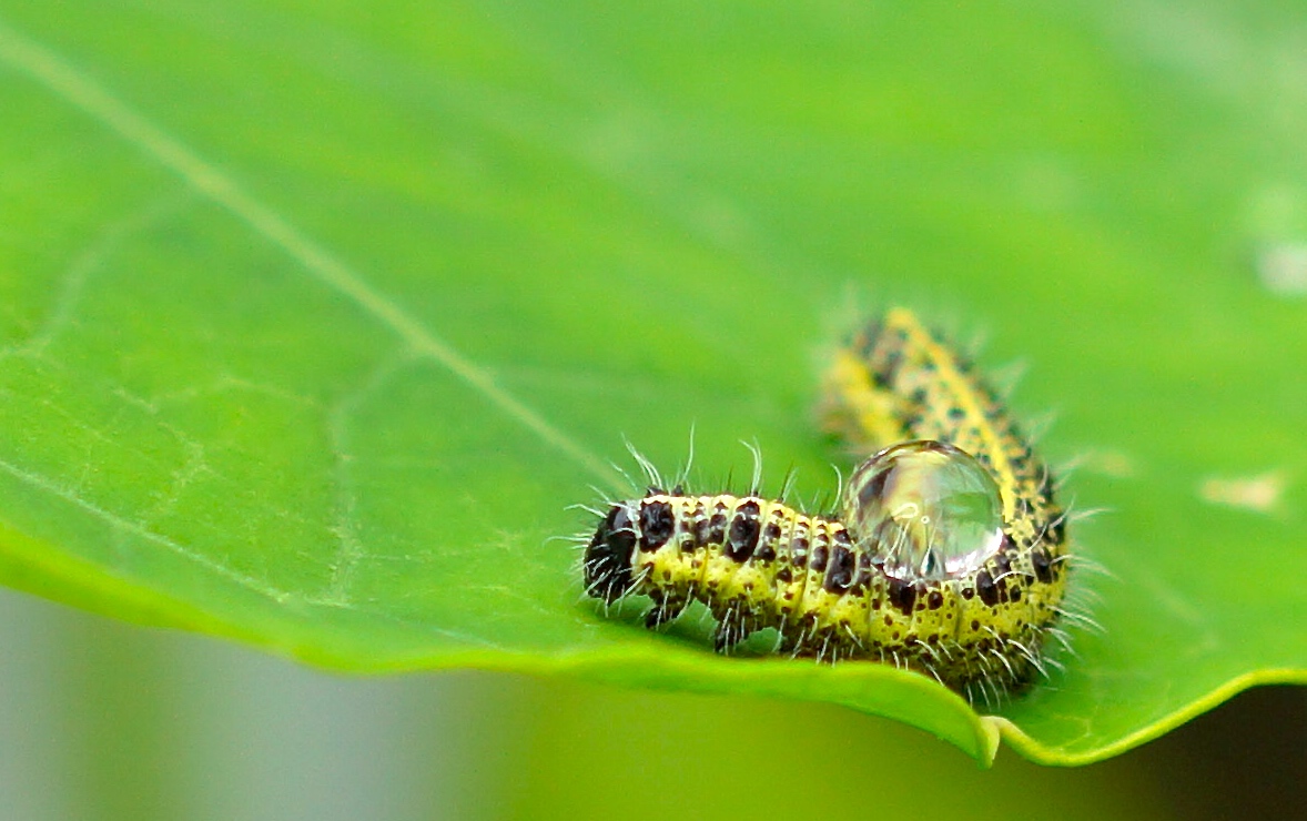 Bubbel-Caterpillar 2