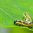 Bubbel-Caterpillar 2