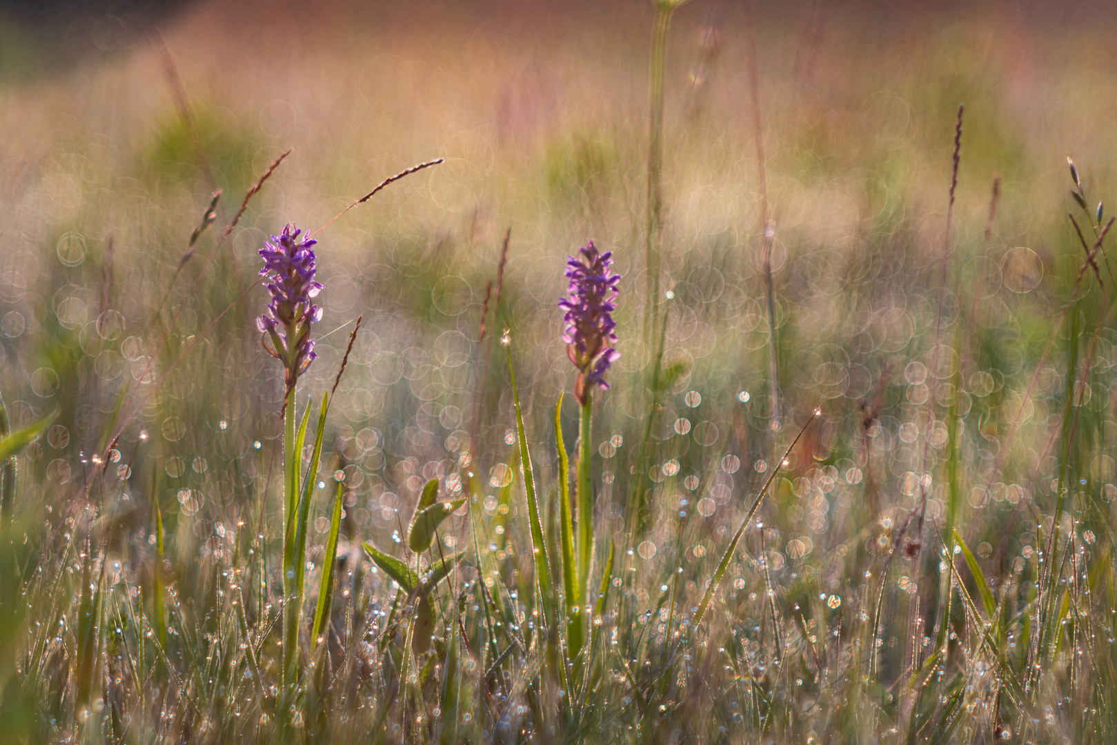 Bubble-Blüten