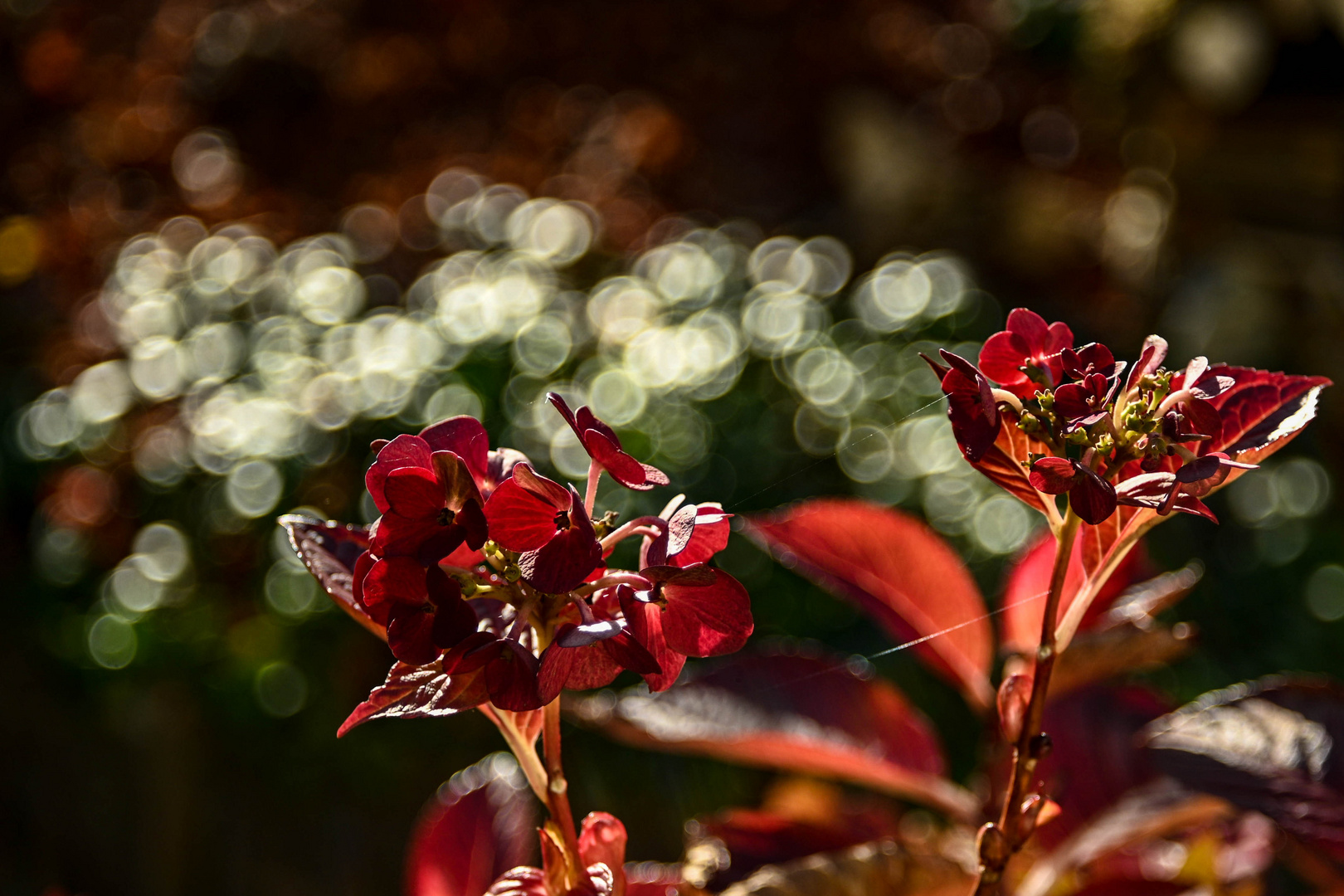 Bubble Bokeh