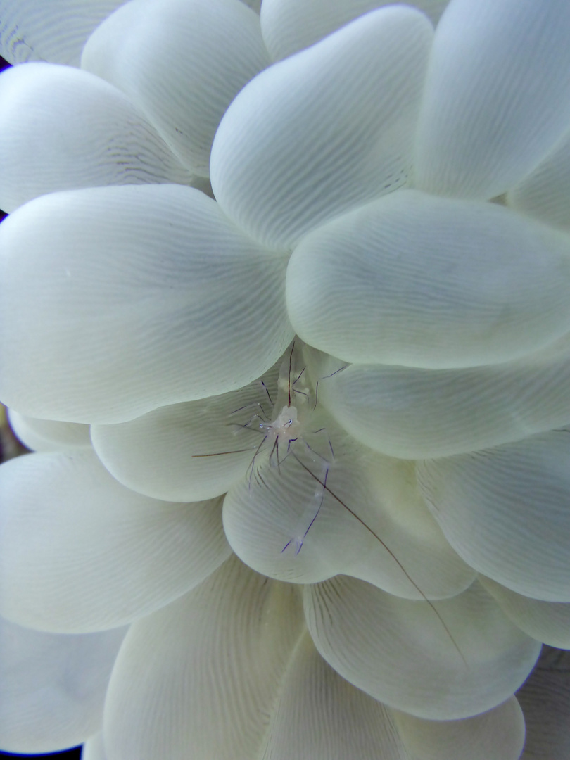 Bubble Coral Shrimp