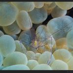 ~Bubble Coral Shrimp~