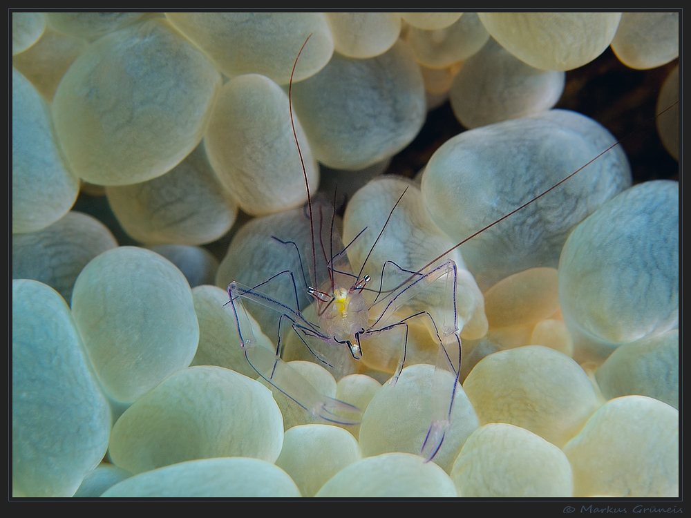 ~Bubble Coral Shrimp~