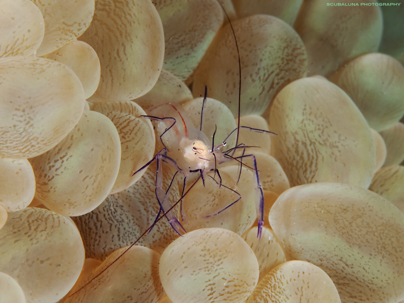 Bubble Coral Shrimp (Vir philippinensis)