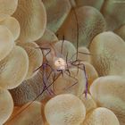 Bubble Coral Shrimp (Vir philippinensis)