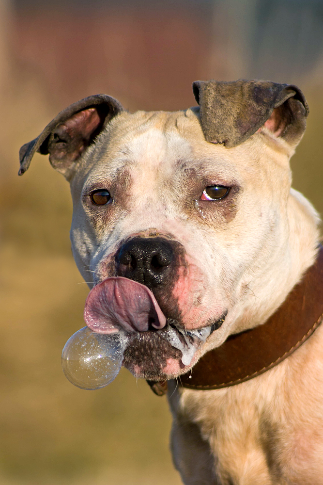 Bubble dog...