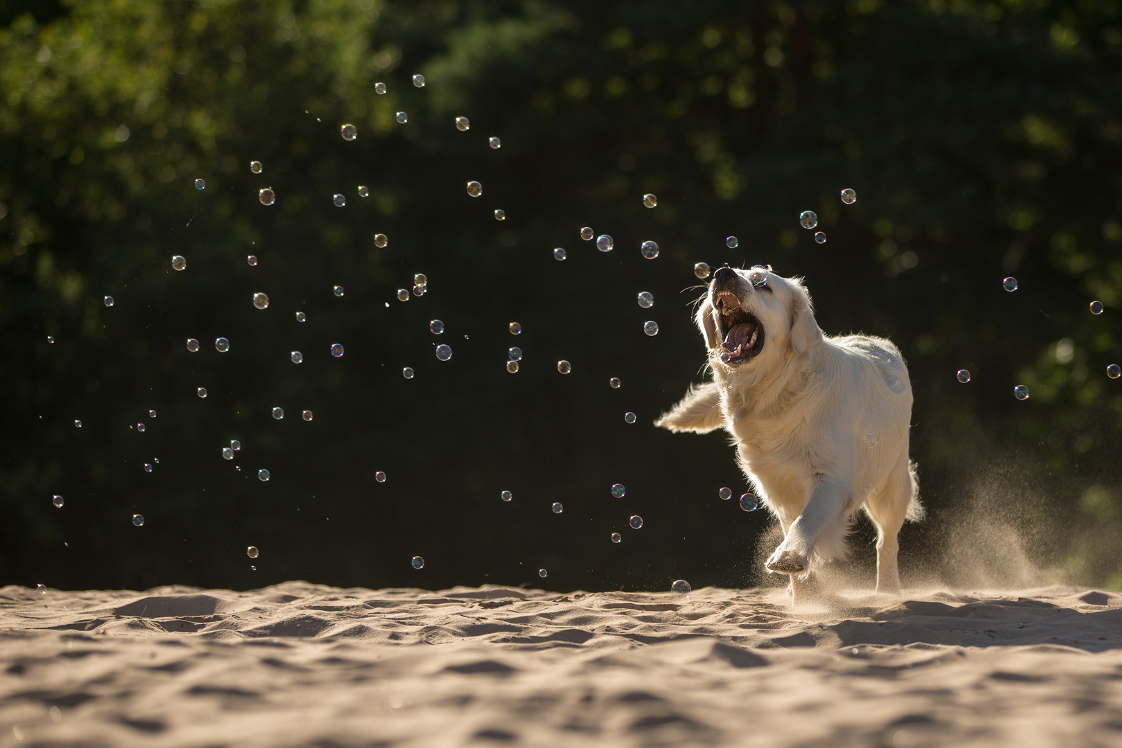 bubble hunting Foto & Bild tiere, haustiere, hunde Bilder auf
