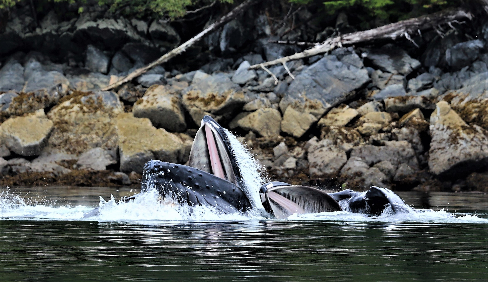 bubble net fishing whale