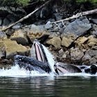 bubble net fishing whale