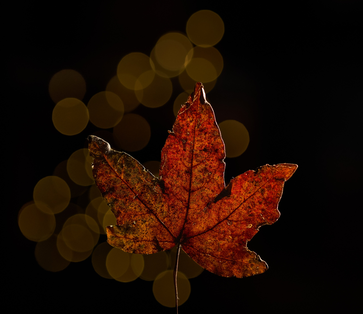 Bubblebokeh Herbstlaub