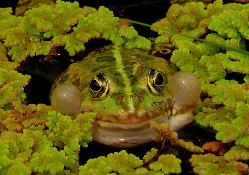 Bubblefrosch.......