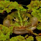 Bubblefrosch.......