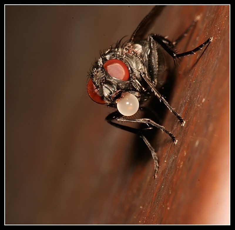 Bubblegum Fly