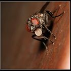 Bubblegum Fly