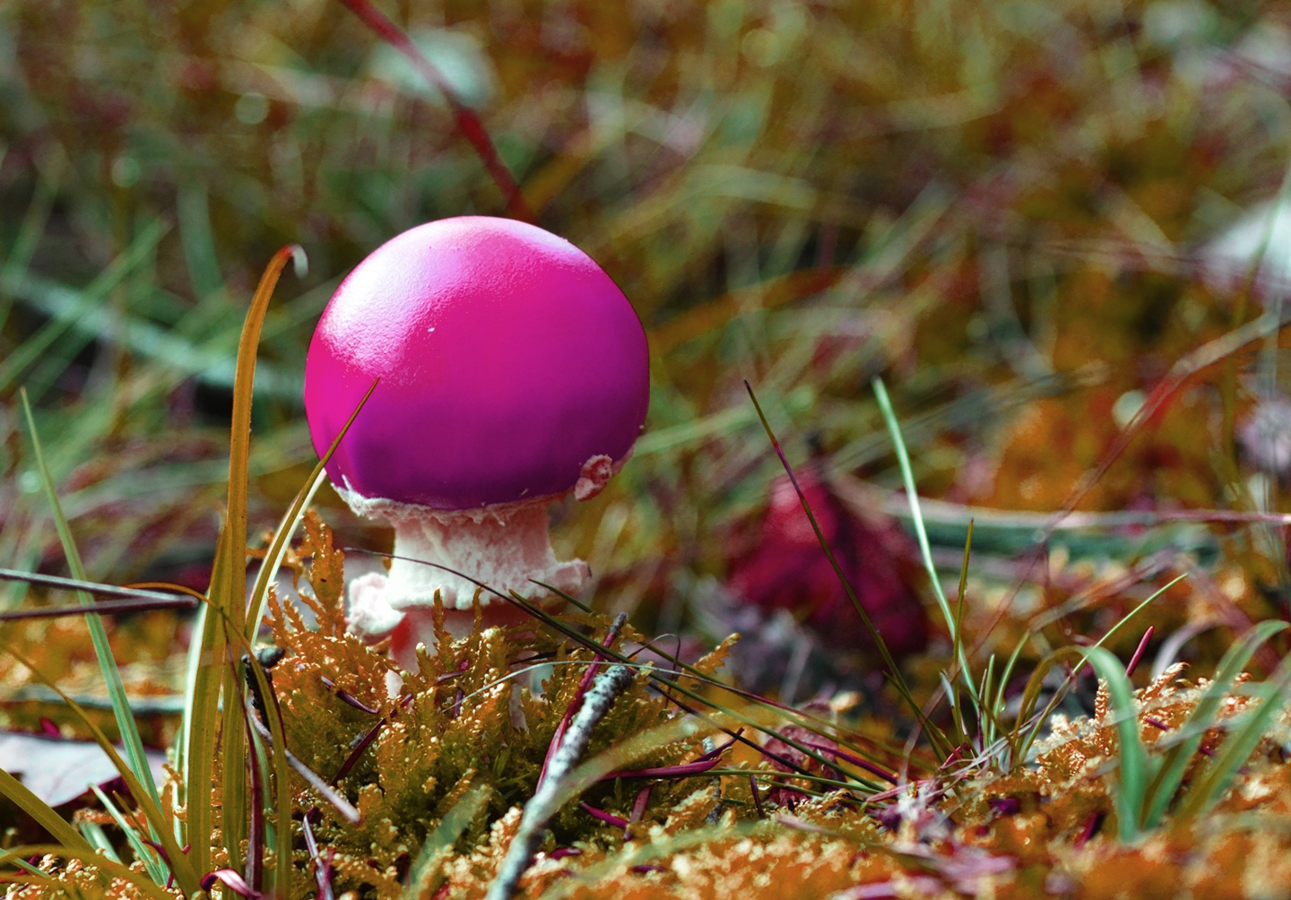 Bubblegum-Pilz