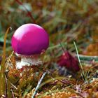 Bubblegum-Pilz