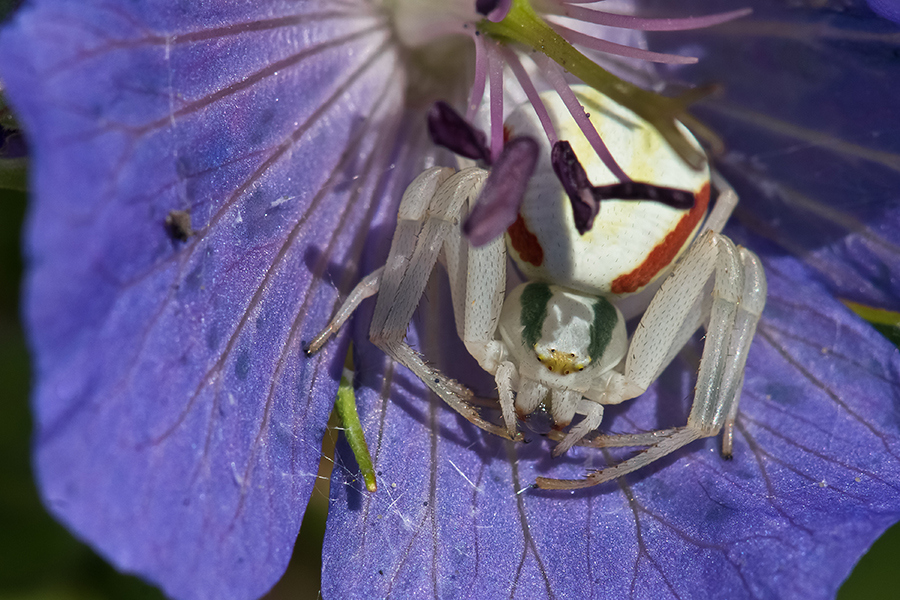 Bubblegum Spider