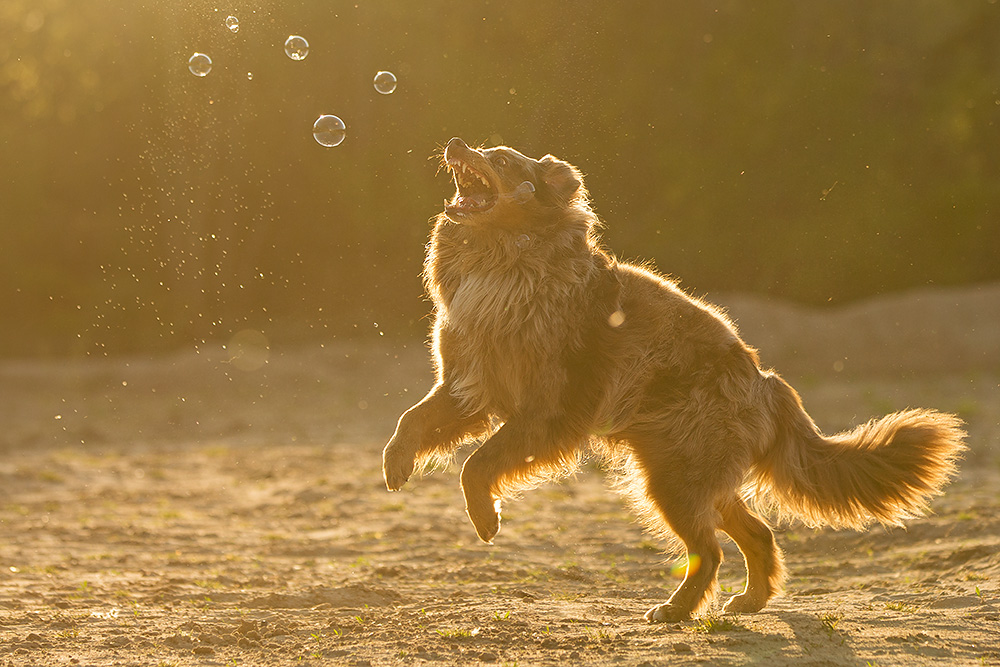 Bubblejunkie Foto & Bild | seifenblasen, aussie, hund Bilder auf