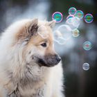 ...bubbles...