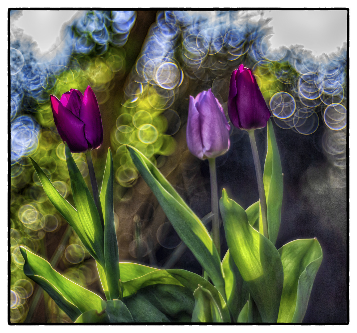 Bubbles and tulips