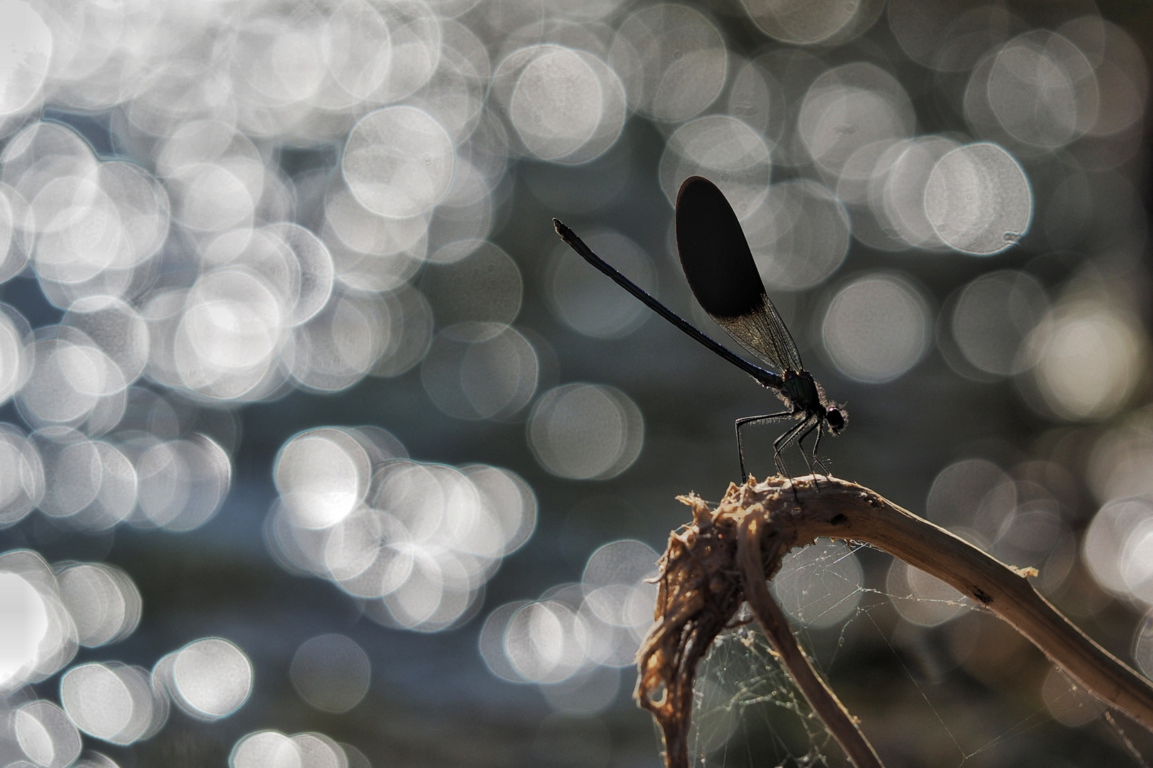 BUBBLES & dragonfly