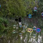 Bubbles on the lake 1