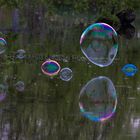 Bubbles on the lake 4