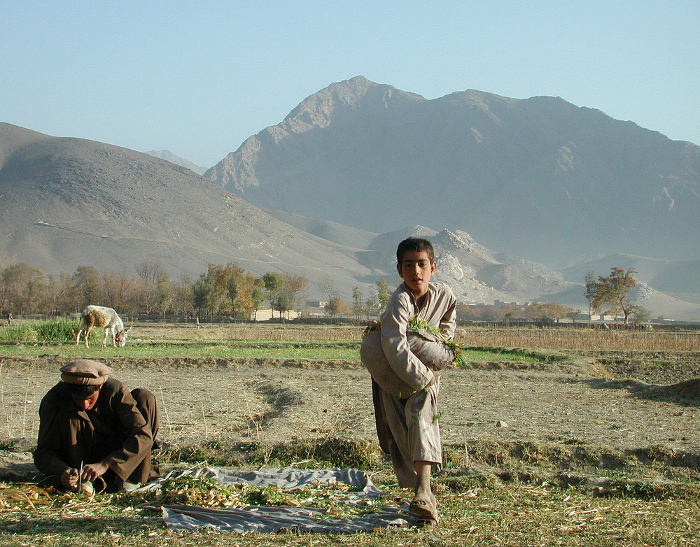 Buben bei der Feldarbeit, nahe Kabul, Afghanistan