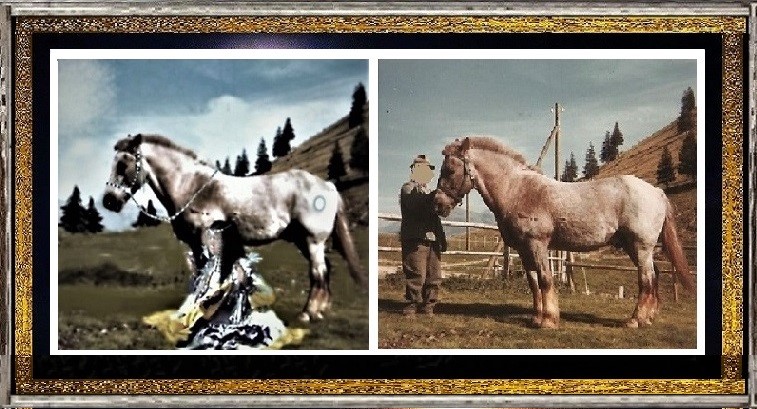 "Bubi " aus Schwarzsee 1971 ..wird ein Appache-Pony 