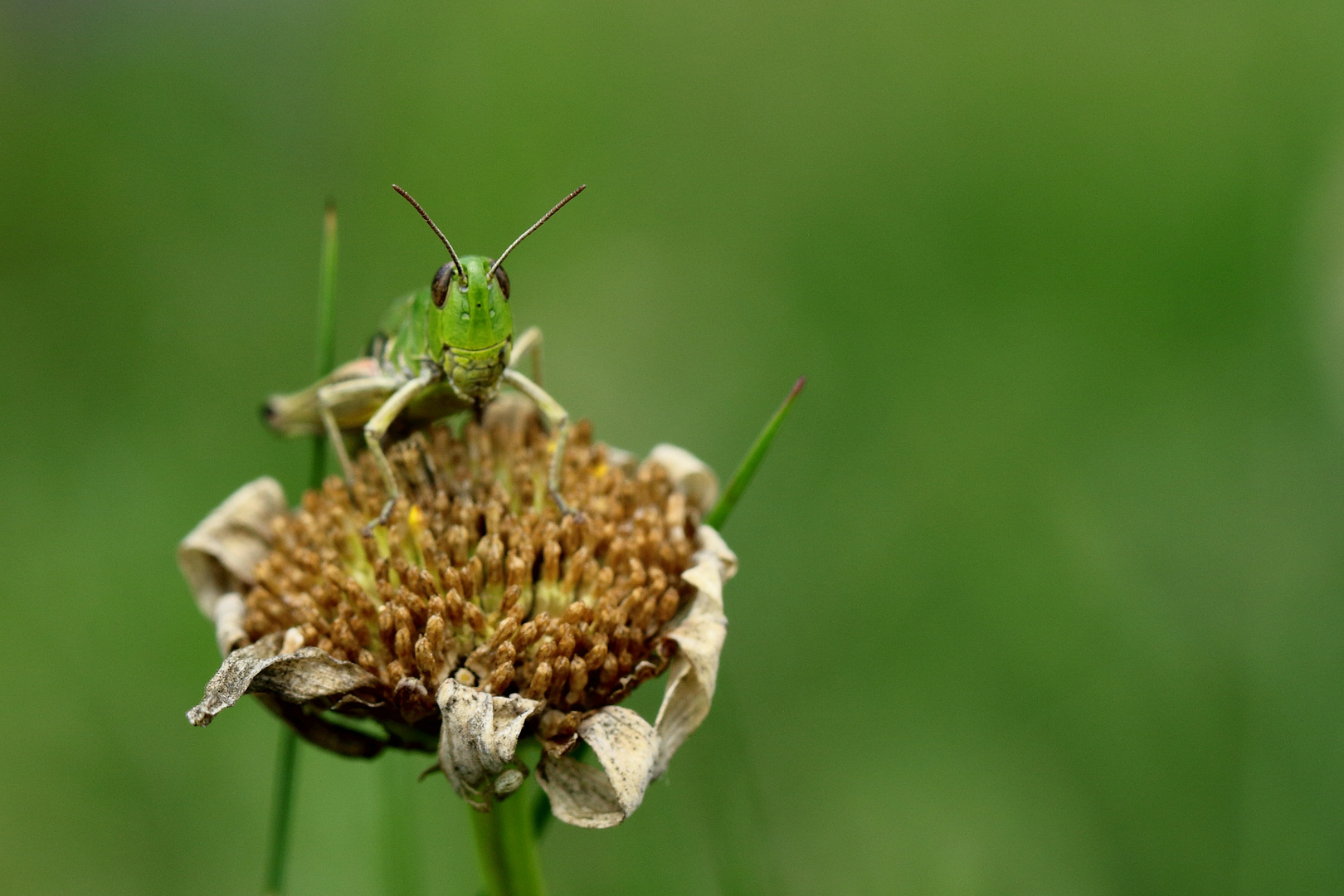 Bubi Grashüpfer