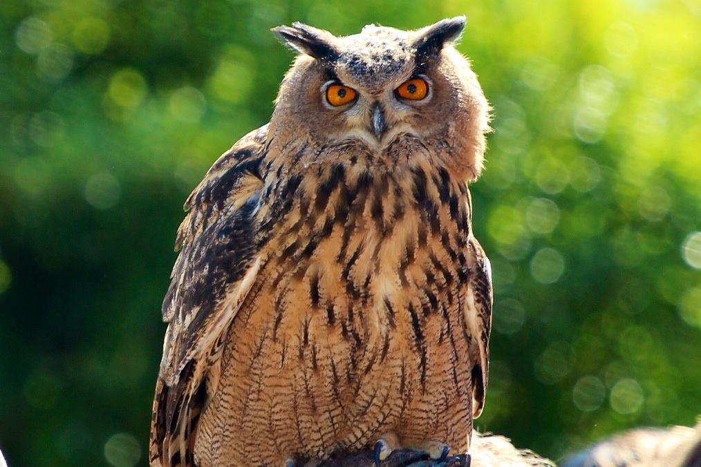 Bubo