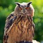 Bubo