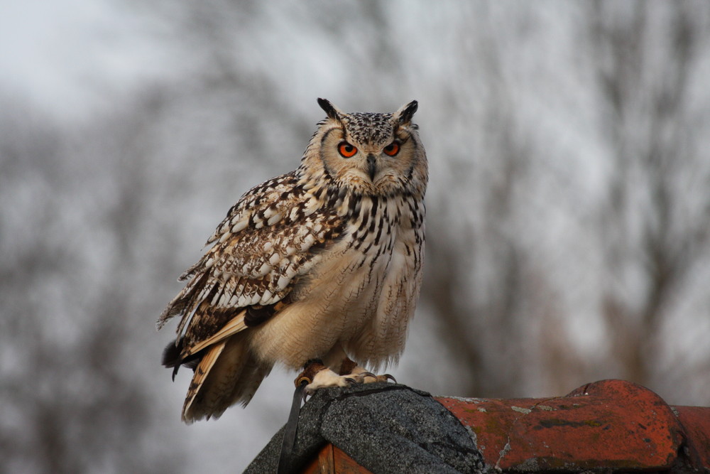 bubo bengalensis