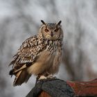 bubo bengalensis