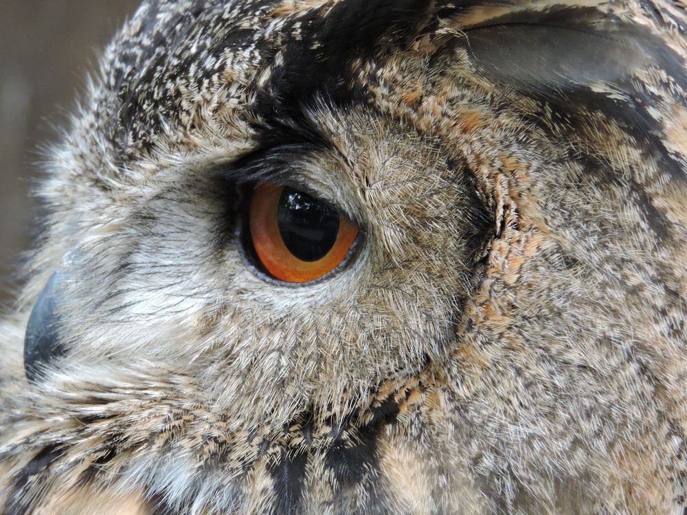 Bubo bubo Foto & Bild tiere, wildlife, wild lebende vögel Bilder auf