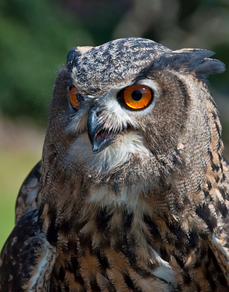 bubo bubo Foto & Bild tiere, zoo, wildpark & falknerei, vögel Bilder