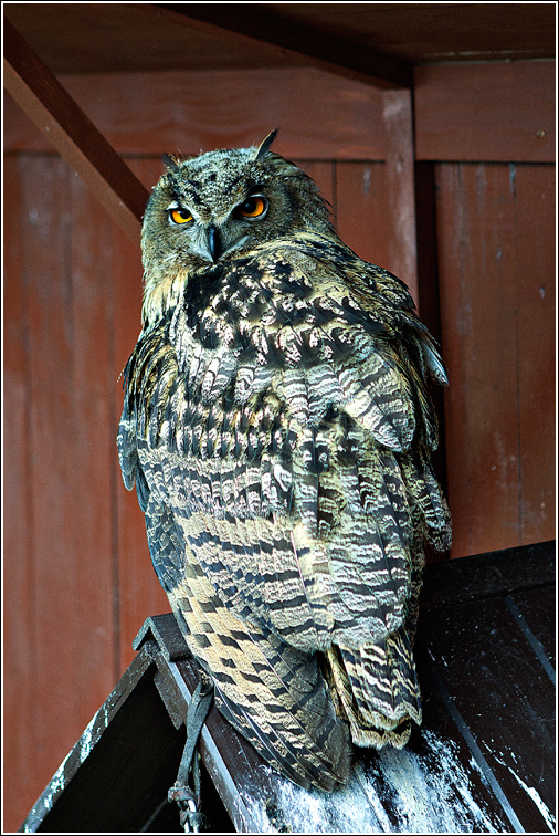 Bubo bubo Foto & Bild tiere, zoo, wildpark & falknerei, vögel Bilder