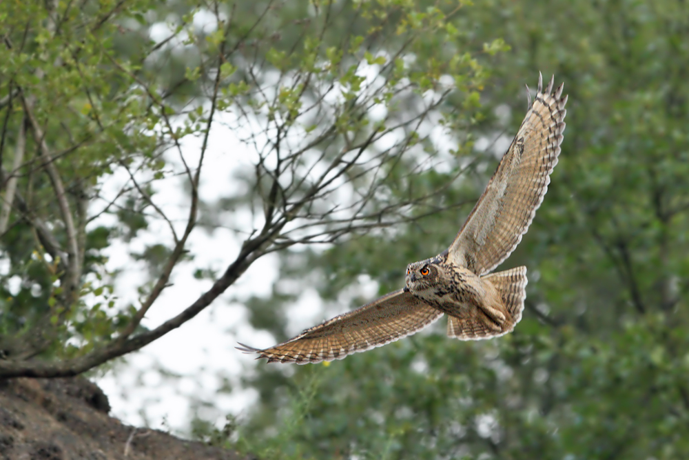 ~~Bubo bubo~~