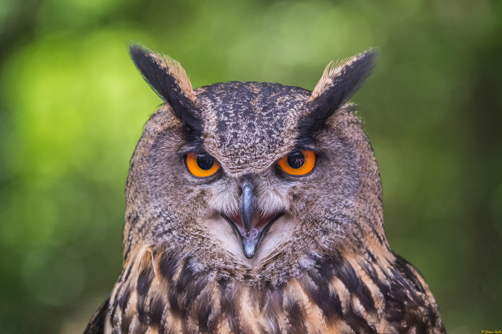 Bubo bubo auch bekannt als UHU