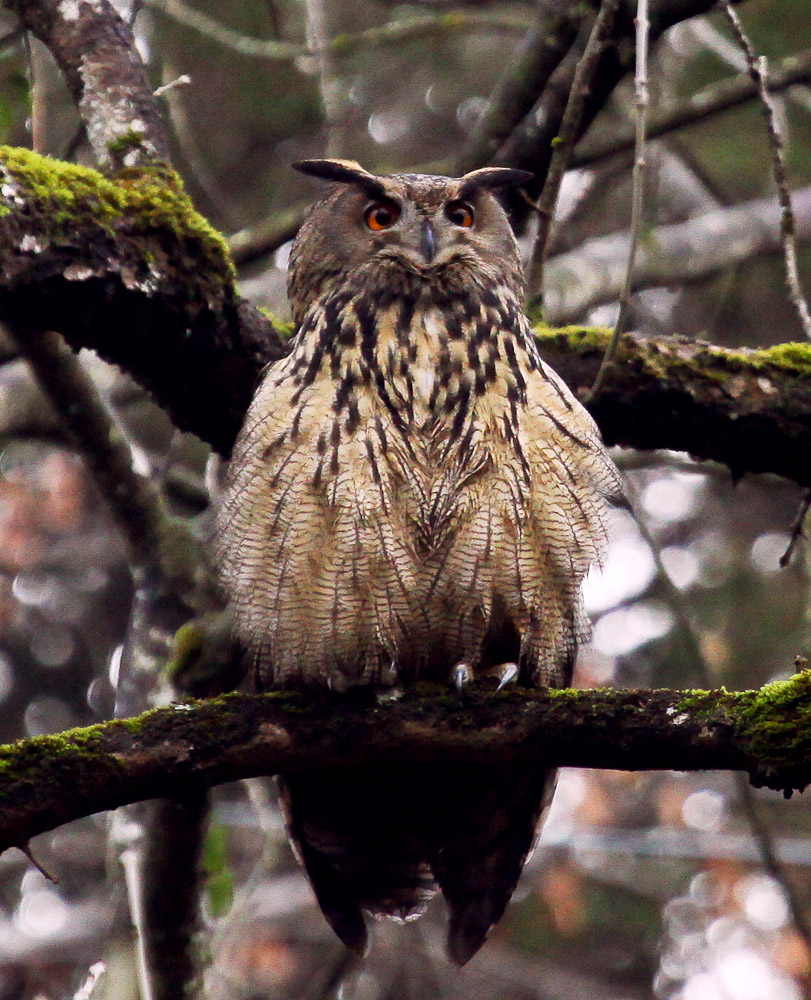 Bubo Bubo Foto & Bild tiere, wildlife, wild lebende vögel Bilder auf