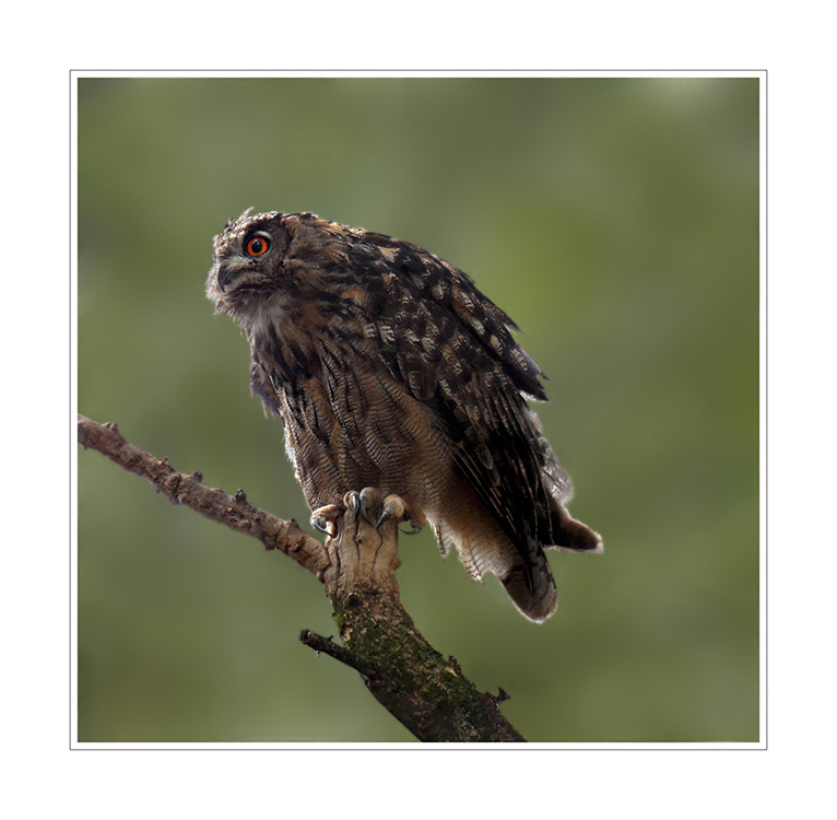 Bubo bubo - Europäischer Uhu