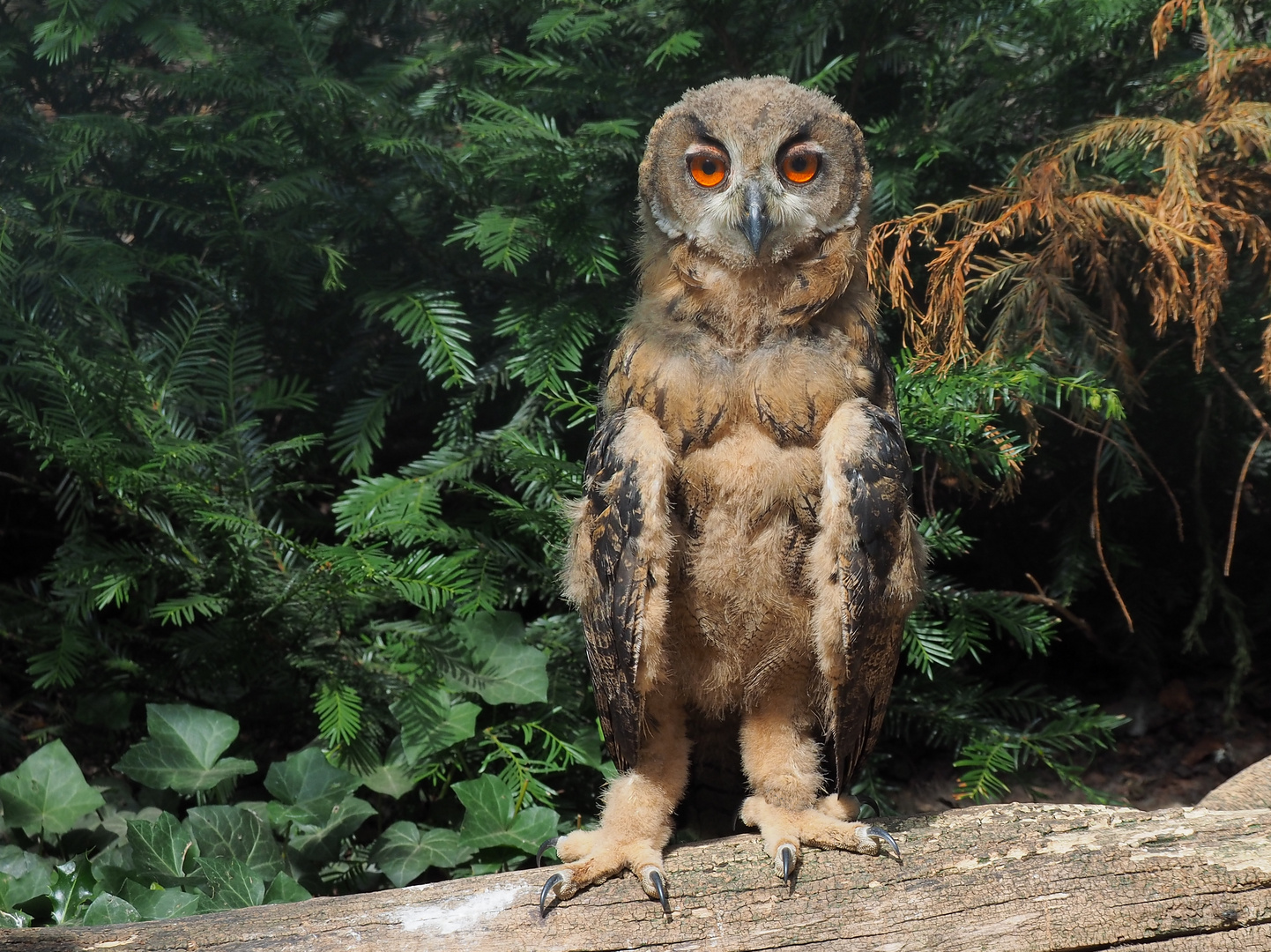 Bubo bubo fotografiert mit Panaleica 100-400