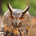 Bubo bubo I