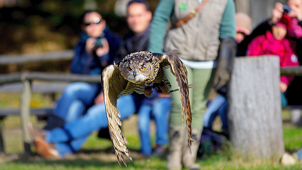 Bubo Bubo im Anflug.