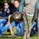 Bubo Bubo im Anflug.