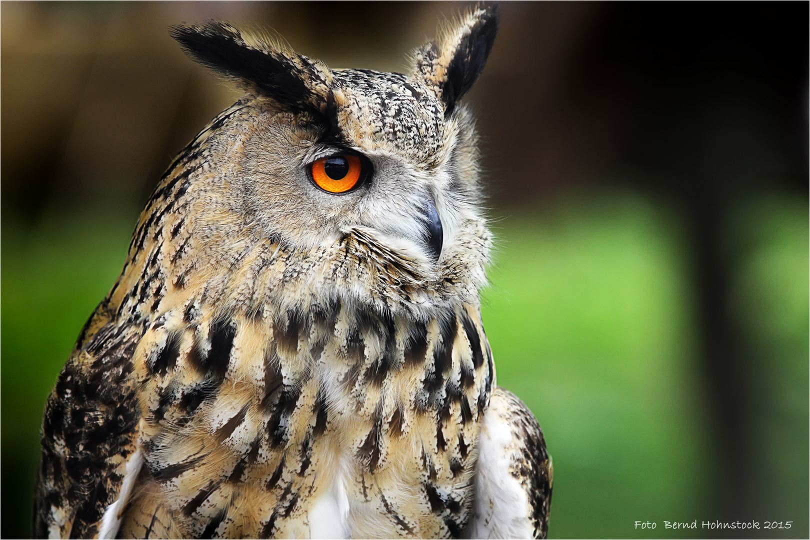 Bubo bubo oder einfach Uhu ...