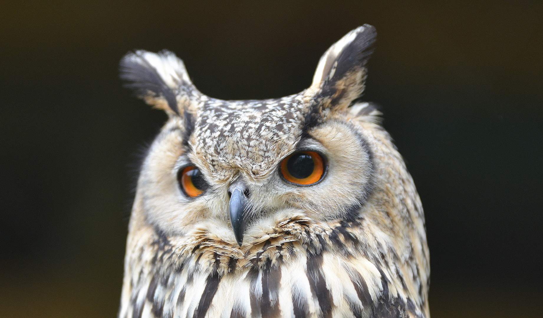 Bubo bubo sibiricus Foto & Bild natur, tiere, vögel Bilder auf