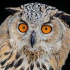 BUBO BUBO SIBIRICUS