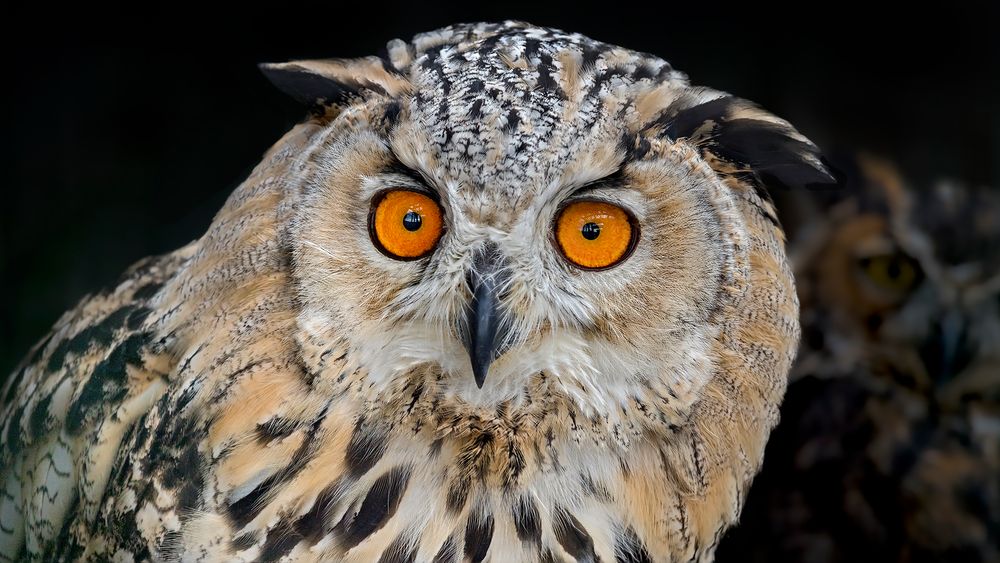 BUBO BUBO SIBIRICUS Foto & Bild natur, zoo, tiere Bilder auf